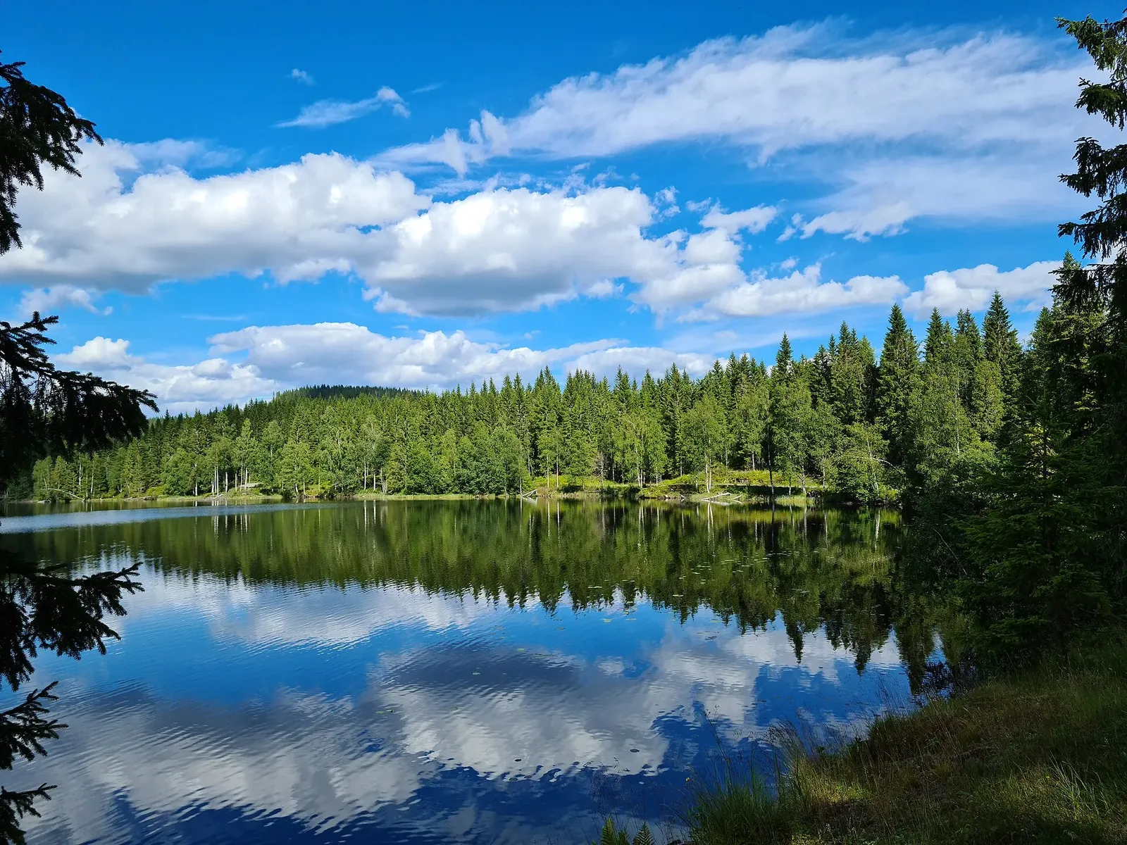 Lac calme entouré d'une forêt de sapins, avec des nuages blancs se reflétant dans l'eau sous un ciel bleu